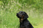 young Labrador Retriever