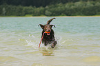 playing Labrador Retriever