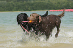 2 Labrador Retriever