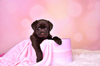 Labrador Retriever Puppy