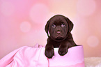 Labrador Retriever Puppy