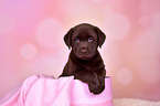 Labrador Retriever Puppy