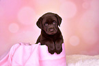 Labrador Retriever Puppy