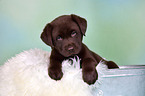 Labrador Retriever Puppy