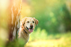 Labrador Retriever Portrait