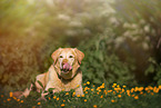 lying Labrador Retriever