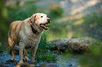 Labrador Retriever