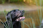 Labrador Retriever Portrait