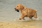 Labrador Retriever Puppy