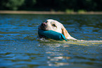 swimming Labrador Retriever