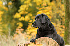 lying Labrador Retriever