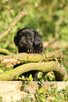 Labrador Retriever Puppy