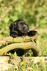 Labrador Retriever Puppy