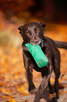 playing Labrador Retriever