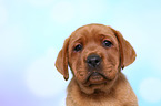 Labrador Retriever Puppy