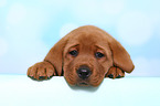 Labrador Retriever Puppy