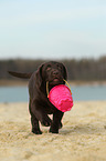 Labrador Retriever Puppy