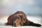 old Labrador Retriever