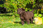 Labrador Retriever Puppy