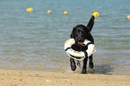 fetching Labrador Retriever