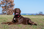 lying Labrador Retriever