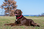 lying Labrador Retriever