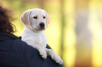 Labrador Retriever Puppy