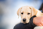 Labrador Retriever Puppy