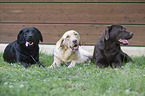 3 Labrador Retriever