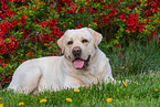 lying Labrador Retriever