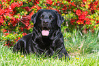 lying Labrador Retriever