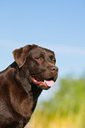 Labrador Retriever Portrait