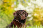 Labrador Retriever Portrait