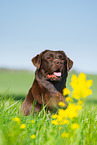 Labrador Retriever Portrait