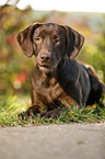 lying Labrador Retriever