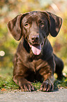 lying Labrador Retriever