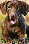 lying Labrador Retriever