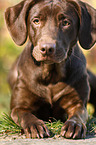 lying Labrador Retriever