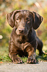 lying Labrador Retriever