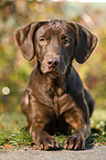 lying Labrador Retriever