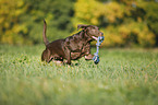 playing Labrador Retriever