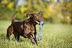 playing Labrador Retriever