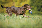 playing Labrador Retriever