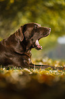 lying Labrador Retriever