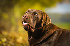 Labrador Retriever Portrait