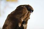 Labrador Retriever Portrait