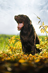 sitting Labrador Retriever