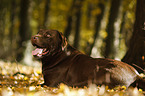 lying Labrador Retriever