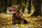 lying Labrador Retriever