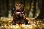 lying Labrador Retriever